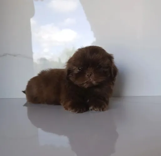 Lindo Machinho de Shihtzu Chocolate