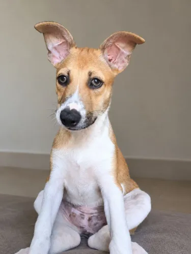 Cachorra fêmea para doação