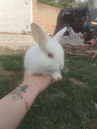 Coelhinhos Nova Zelândia