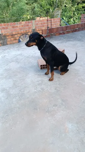 Rottweiler fêmea pra doação
