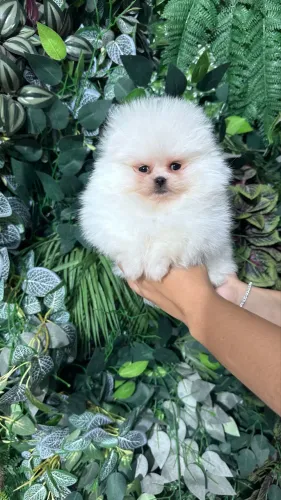 SPITZ ALEMÃO ANÃO LULU DA POMERANIA!!!
