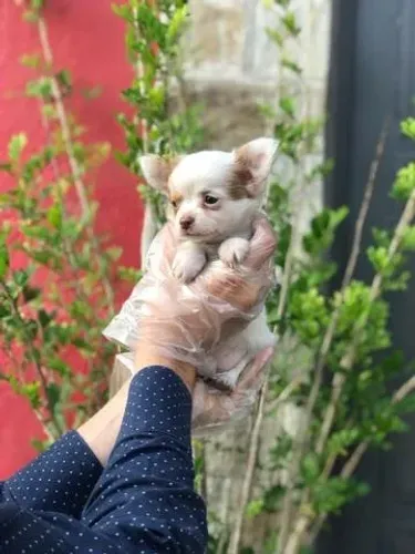 Chihuahua Macho Mini Companhia Perfeita | Vacina Importada e Pedigre