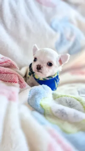 Chihuahua mini