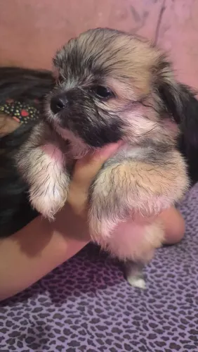 Filhote de shitzu mini disponível