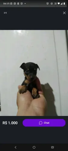 Lindos filhotes de pinscher