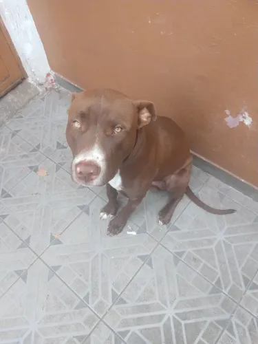 Doa-se um cachorro 