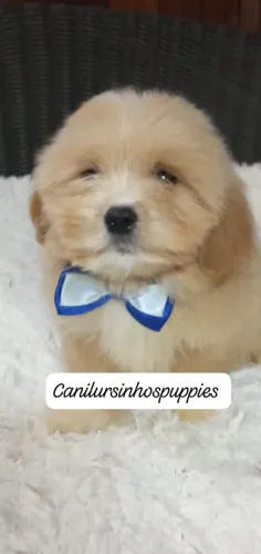 lhasa apso oportunidade unica garanta hoje se c,n.ursinhos puppies !