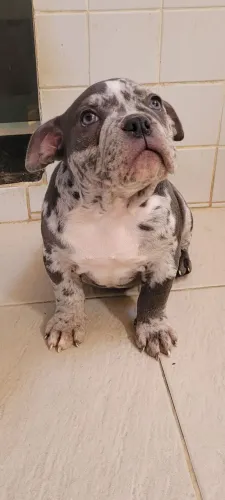 Exotic Bully Merle femea