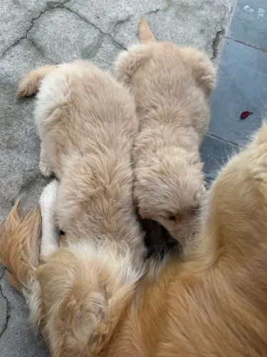 Filhotes Golden 