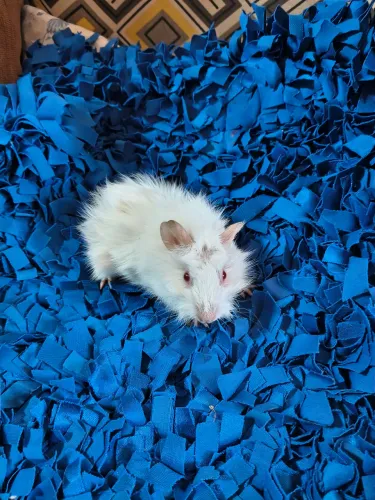 Porquinho da índia abissínio branco