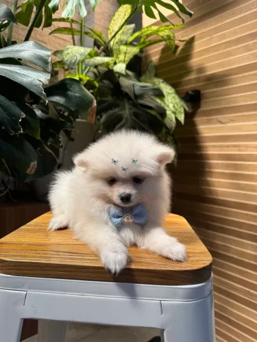 Lulu da Pomerania 