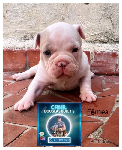 Américan Bully micro 