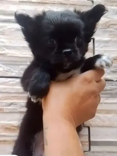 Chiuahua pelo longo promoção 