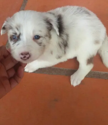 Border Collie | Loja Física + Suporte Pós-Venda
