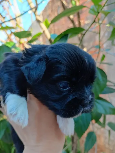 Filhote macho de shih Tzu