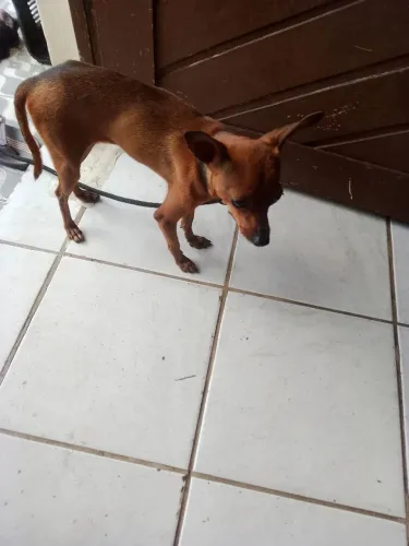 Pincher fêmea a procura de namorado 