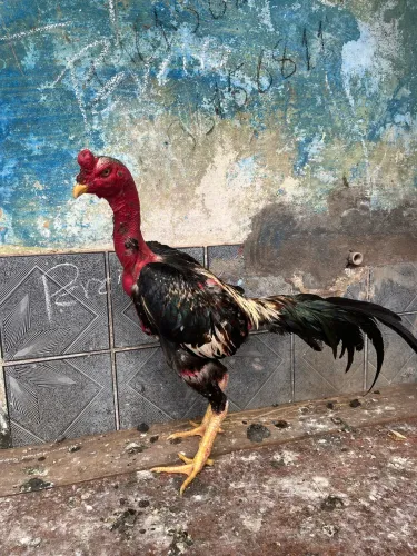 Galos