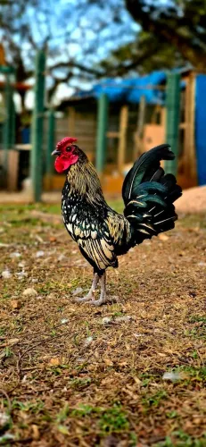Galo sebright modelado - raridade.