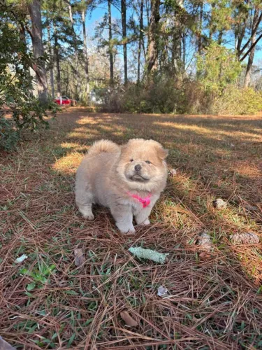 Filhotes de Chow Chow | Um olhar cheio de energia.