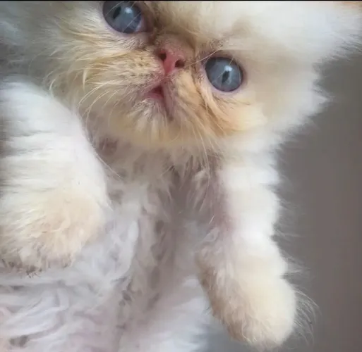 Filhote de Gata Persa Show Fêmea Olho Azul