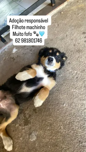 Adoção cachorrinho macho 