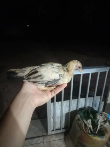 Mini galinha a venda