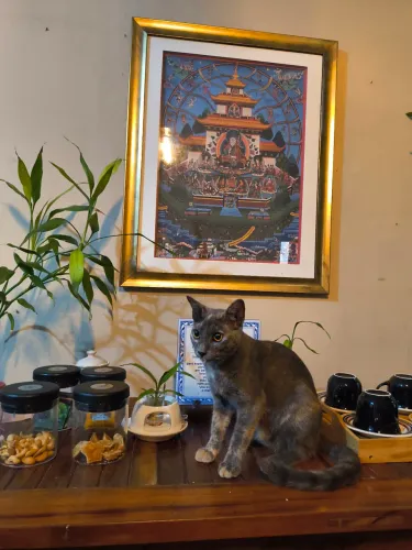 Doação de gatinhos (Adoção responsável)