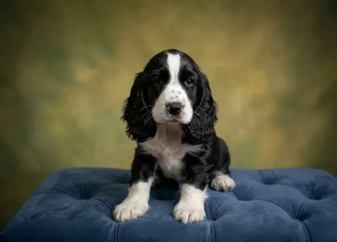 Cocker spaniel