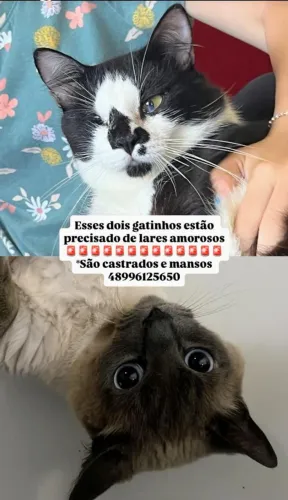 Doação gatinhos castrado