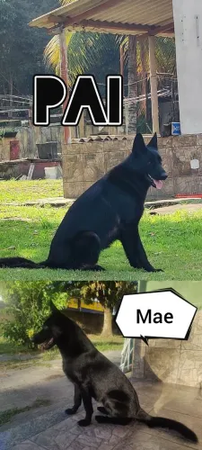 Filhotes de Pastor Alemão