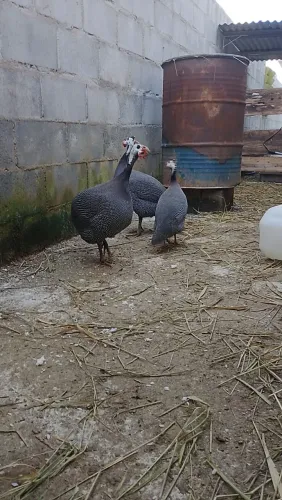 Trio de Galinha da Angola