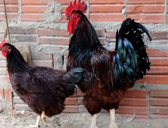 Ovos férteis de Rhode Island red padrão americano