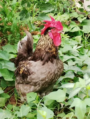 Galo da raça Gris Cendré (Linhagem Francesa) com 8 meses