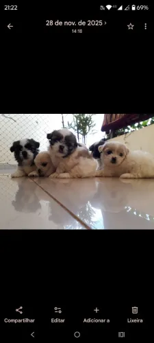 Shih tzu bebês 