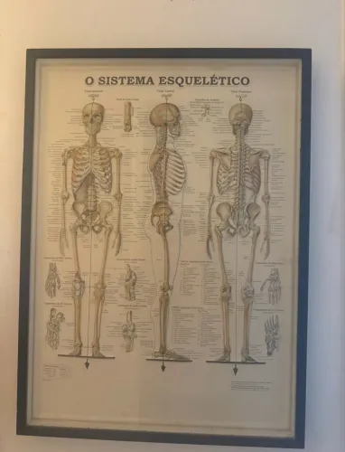 Quadro sistema esquelético humano