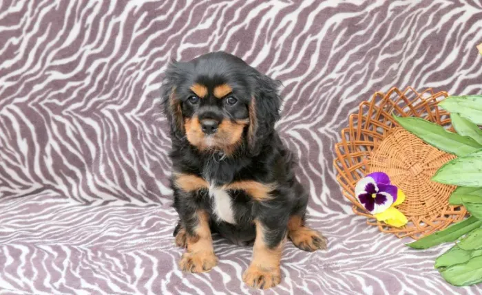 Cavalier King Charles Spaniel,Cavalier King Charles Spaniel Filhote Saudável Excelente Com
