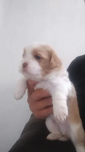 Filhotes de cachorro lhasa