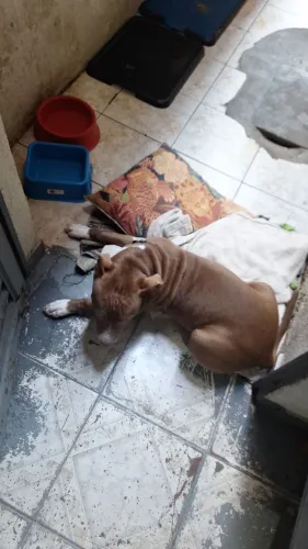 FILHOTE DE PITBULL RED NOSE 5 MESES ( ADOÇÃO CARINHOSA )