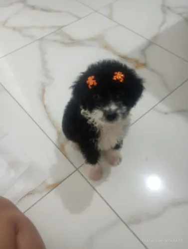 Filhote de poodle