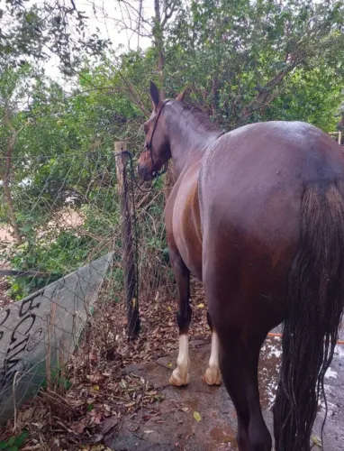 Cavalo a venda
