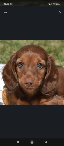 Alegria que contagia _ Daschund Pelo longo Caramelo