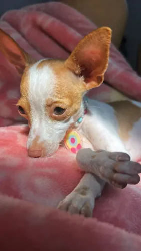 Pinscher Zero Fêmea 