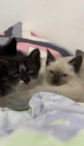 Doação gatinhas filhote