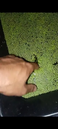 Planta aquática