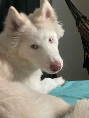 Husky Siberiano - Pelagem Clara