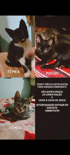 Gatinhos dóceis para adoção