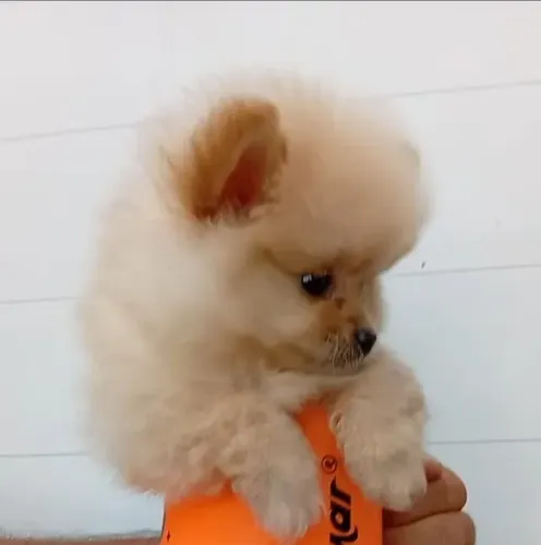 Lulu da Pomerânia disponível - lindo e muito bem cuidado