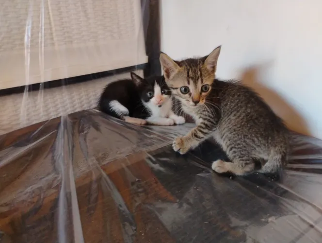 Gatas para Adoção Responsável 