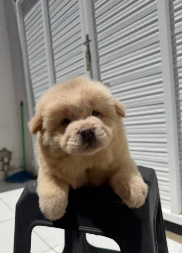 Filhote de Chow Chow porte americano