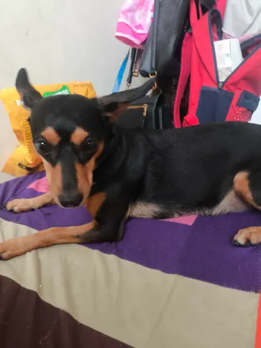 Pinscher com 5 anos